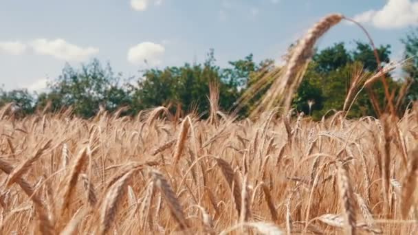 Pola zbóż i silnie — Wideo stockowe