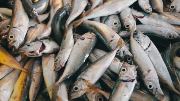 Mariscos en el mercado de pescado — Vídeo de stock