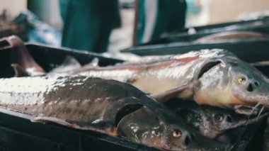 Dükkanda taze balık