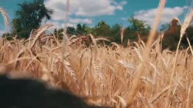 Buğday alan ve Spikelets