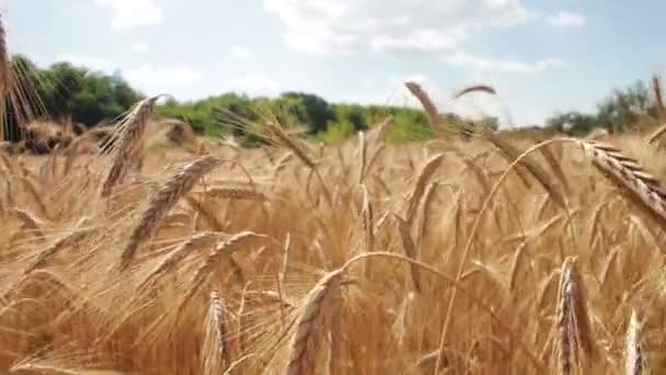 Campo de trigo y espiguillas — Vídeos de Stock