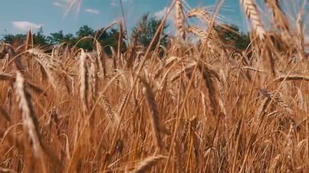 Tarweveld en Spikelets — Stockvideo