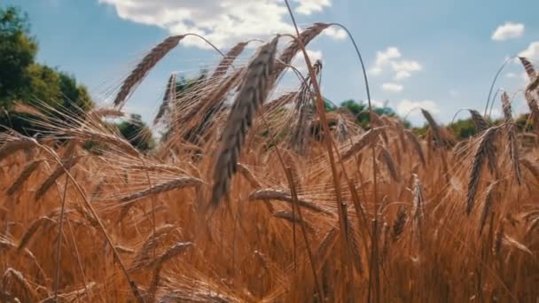 Weizenfeld und Stacheln — Stockvideo
