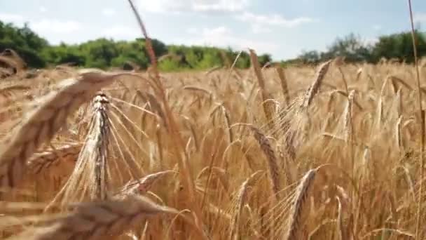 Campo de trigo y espiguillas — Vídeo de stock