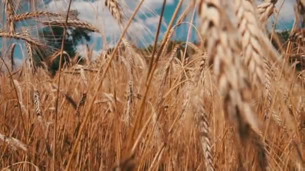 Campo di grano e Spikelets — Video Stock