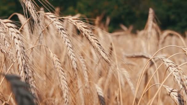 Wheat Field and Spikelets — Stock Video