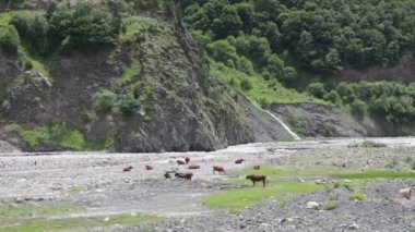 Dağ dere yakınındaki dağlarda inek otlatmak