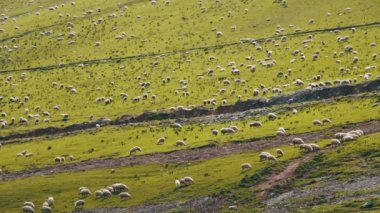 Büyük bir dağ mera üzerinde otlatma koyun sürüsü