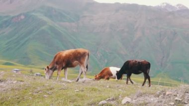 Dağ otlaklarında otlayan inekler.