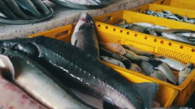 Taze deniz balığı shop