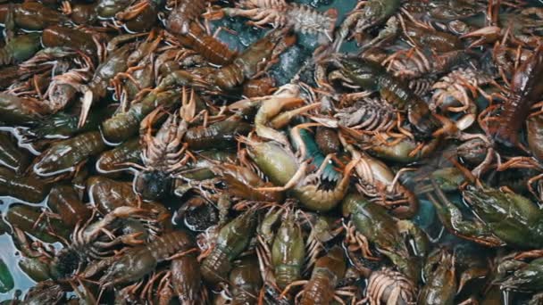 Frische Flusskrebse werden auf dem Fischmarkt an der Theke verkauft — Stockvideo