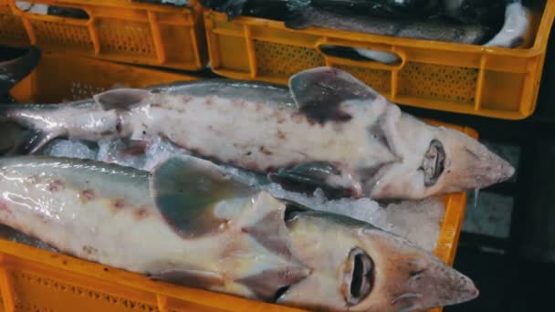 Peixes frescos no gelo no mercado de balcão — Vídeo de Stock