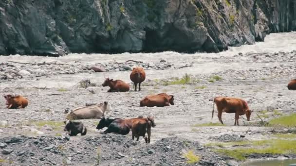 Krávy se pasou v horách poblíž horského potoka — Stock video