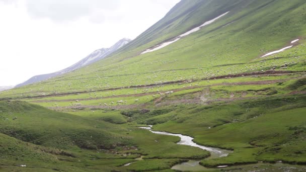 Enorme rebaño de ovejas pastando en un pasto de montaña — Vídeos de Stock