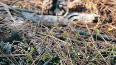 Bir çam ormanı içinde koniler