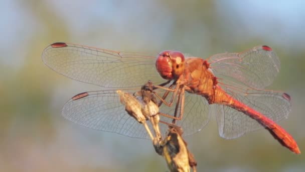 Libellula su un ramo — Video Stock