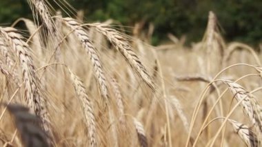 Mısır gevreği alan ve Spikelets