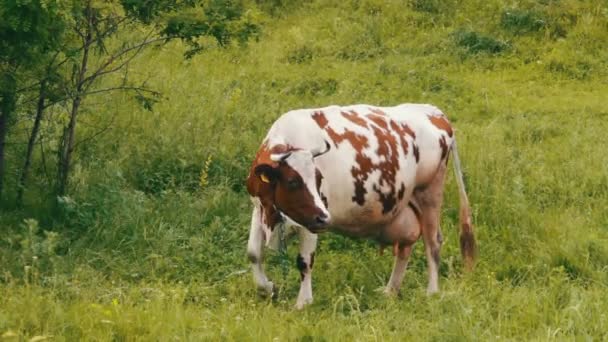 Vaca pastando en el campo — Vídeo de stock