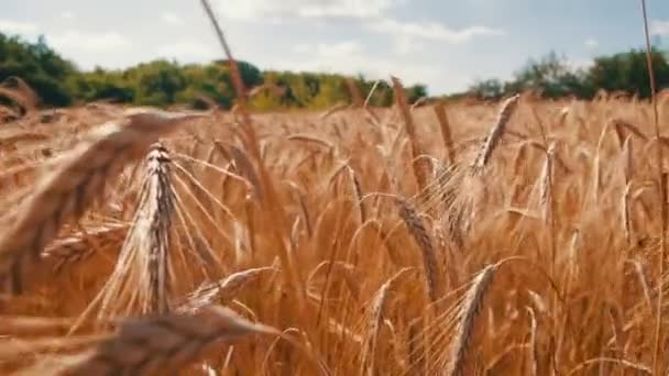 Campo de trigo y espiguillas — Vídeo de stock