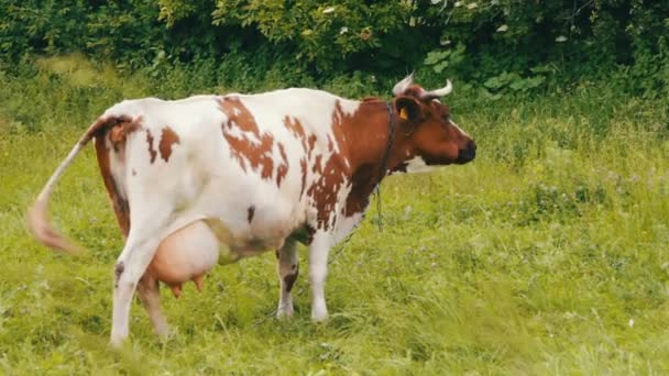 pâturage des vaches dans les champs