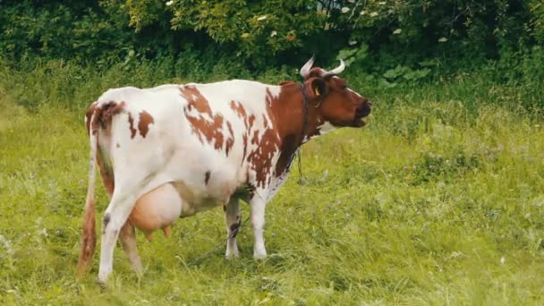 Vaca pastando en el campo — Vídeo de stock