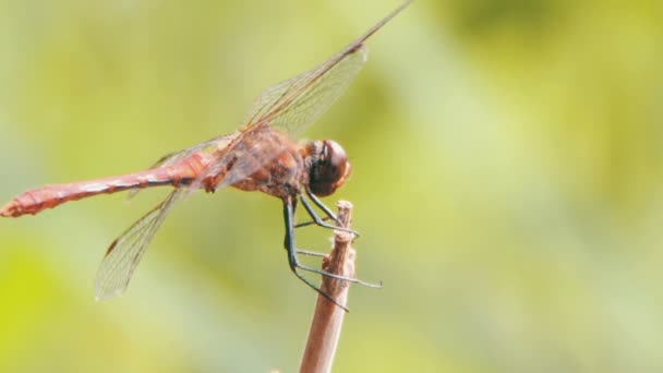 Libelle auf einem Ast — Stockvideo