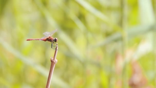 Libellula su un ramo — Video Stock