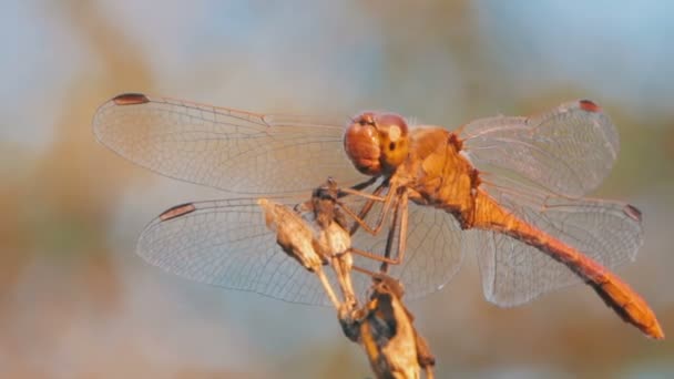 Libellula su un ramo — Video Stock