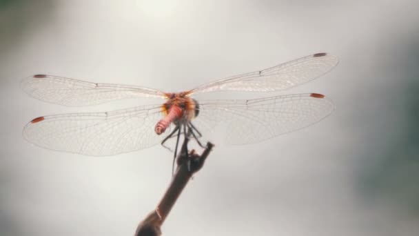 Dragonfly on a Branch — Stock Video