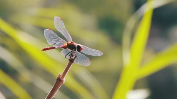 Dragonfly on a Branch — Stock Video