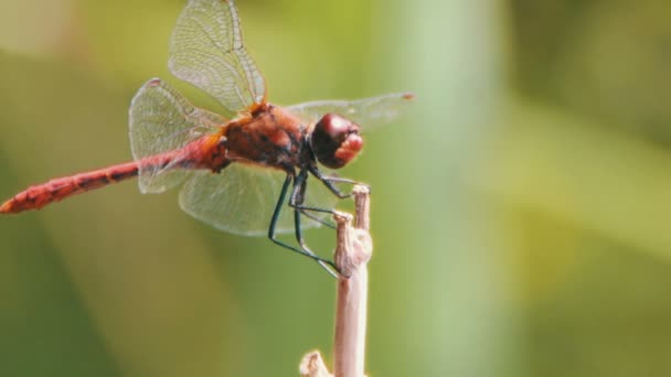 Libelle auf einem Ast — Stockvideo