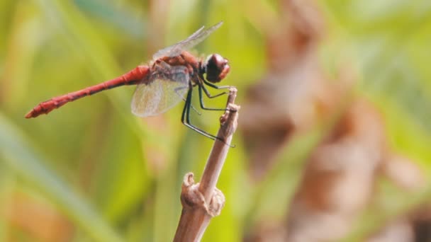 Libellula su un ramo — Video Stock