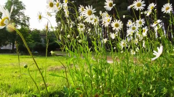 Las flores de manzanilla se balancean en el viento. Tiempo de caducidad — Vídeos de Stock