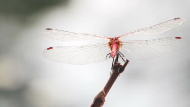 Libellula su un ramo — Video Stock