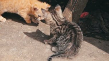 Oynayan sevimli yavru kedi