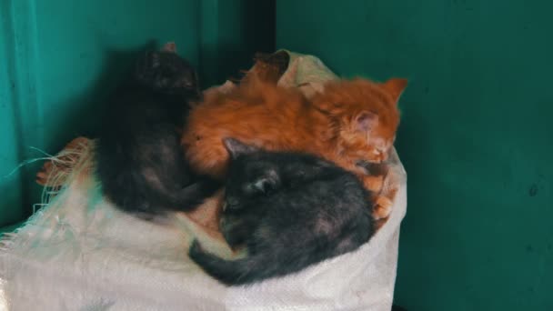 Chatons sans abri Dormir sur un sac — Video