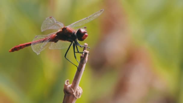 Libelle auf einem Ast — Stockvideo