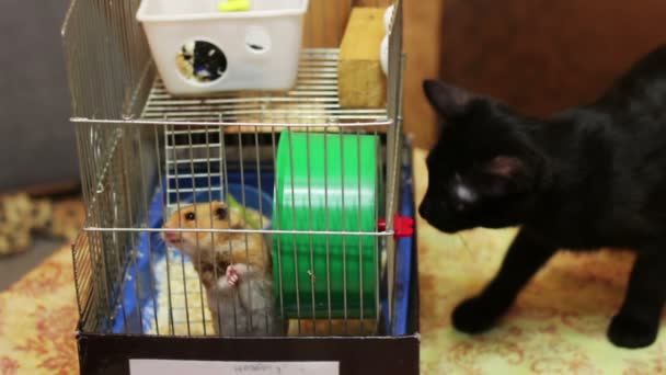 Kinemagraph - hamster im käfig und schwarze katze — Stockvideo