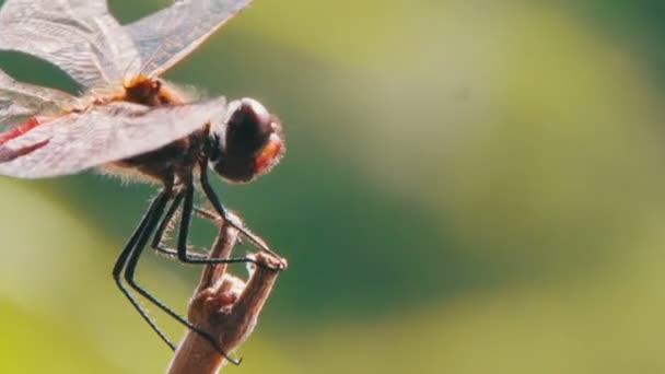 Libelle auf einem Ast — Stockvideo