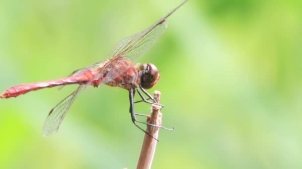 Libelle auf einem Ast — Stockvideo