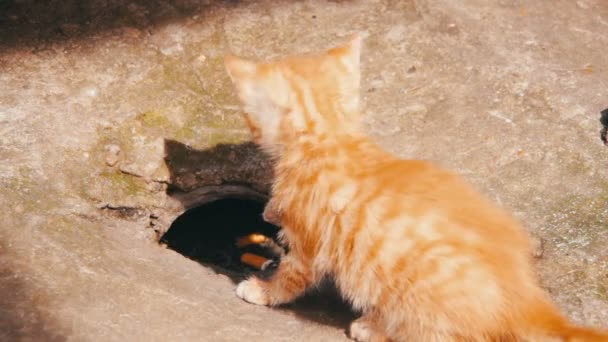 Carino gattini giocare — Video Stock