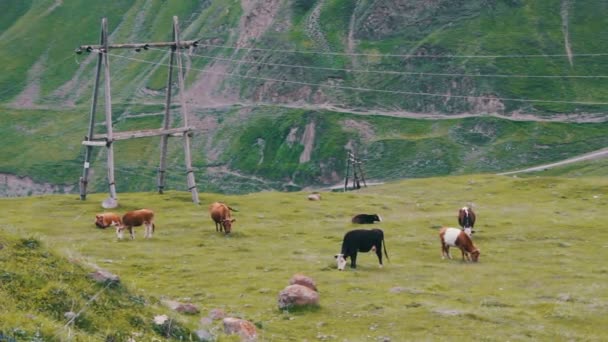 Vacas pastando en un pasto de montaña — Vídeos de Stock