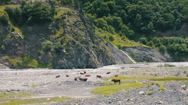 Vacas Graze nas montanhas perto da Corrente da Montanha — Vídeo de Stock
