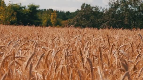 Campo di grano e Spikelets — Video Stock