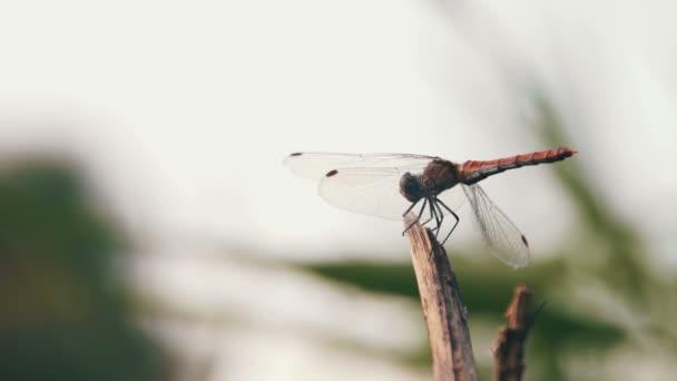 Libelle auf einem Ast — Stockvideo