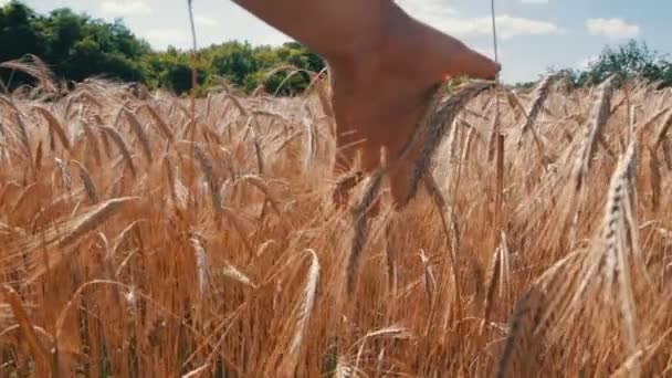 Campo de trigo e espiguetas — Vídeo de Stock