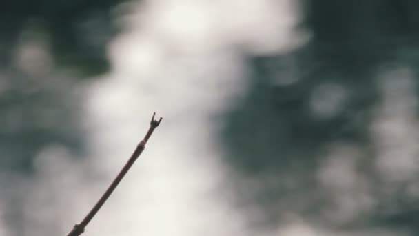 Dragonfly on a Branch — Stock Video