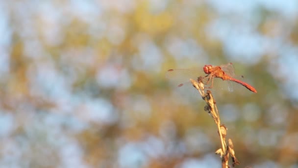 Vážky na větvi — Stock video