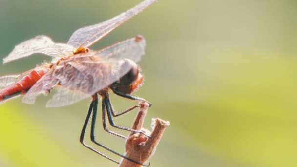 Libellule sur une branche — Video