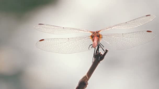 Libellula su un ramo — Video Stock